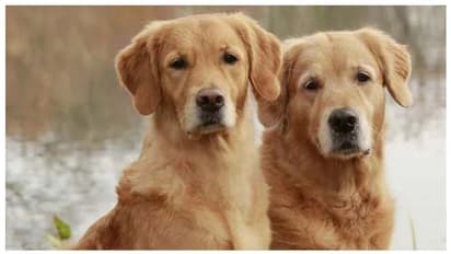 നഗരം വൃത്തിയായി കിടക്കണം; വളര്ത്തു നായകളുടെ ഡിഎന്എ പരിശോധന നിര്ബന്ധമാക്കി ഈ നഗരം