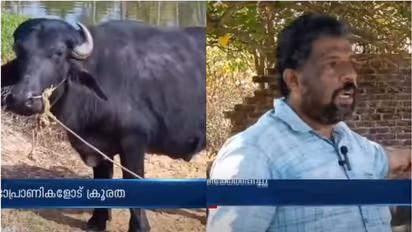 മിണ്ടാപ്രാണികളോട് കൊടും ക്രൂരത; മേയാൻവിട്ട പോത്തുകളെ വെട്ടിപ്പരിക്കേൽപ്പിച്ചു