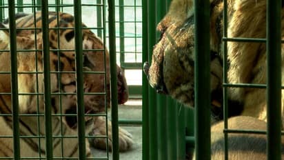 പരിക്ക് ഭേദമായില്ല, രുദ്രന് വീണ്ടും ശസ്ത്രക്രിയ, കൂട്ടായി ഇനി അനാക്കോണ്ടയുമെത്തും, പുത്തൂരിൽ വമ്പന്‍ പദ്ധതികൾ