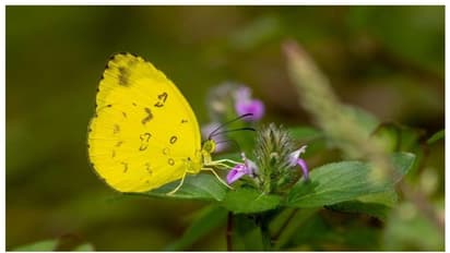 പറമ്പിക്കുളത്ത് 11 പുതിയ അതിഥികള്‍; പക്ഷികള്‍, തുമ്പികള്‍, ചിത്രശലഭങ്ങള്‍ വൈവിധ്യങ്ങളില്‍ വര്‍ദ്ധനവ് !