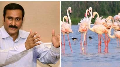 ஈசிஆர் பகுதியை பாதுகாக்கப்பட்ட பறவைகள் வாழிடமாக அறிவியுங்கள்! ஹெலிகாப்டர் சுற்றுலாவை தடை செய்யுங்க- அன்புமணி