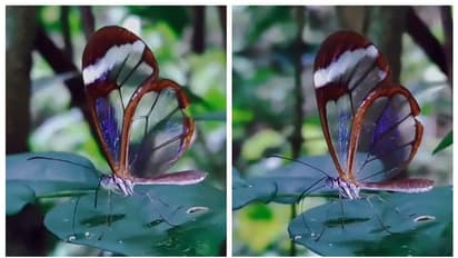 'കണ്ണാടി പോലെ സുതാര്യം'; കണ്ണാടിച്ചിറകന് പൂമ്പാറ്റ, ഒരു അത്യപൂര്വ്വ ശലഭക്കാഴ്ച !