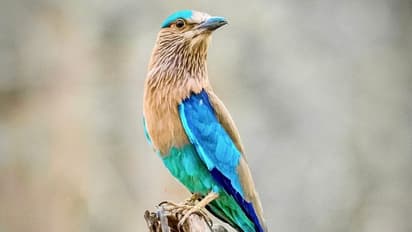 Ayodhya: నీలకంఠ పక్షిని చూడటానికి తరలుతున్న రామ భక్తులు.. ఎందుకంటే?