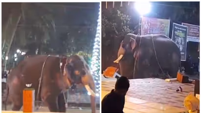 'പാക്കത്ത് ശ്രീക്കുട്ടൻ' ഇടഞ്ഞു, സംഭവം ആറാട്ടിനിടെ; ഭണ്ഡാരം തകർത്തു, പാപ്പാൻ ആശുപത്രിയിൽ