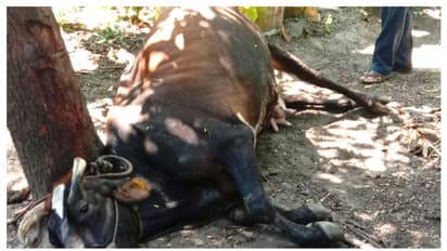 വയർ പെട്ടെന്ന് വീർക്കുന്നു, പത്ത് മിനിറ്റിനുള്ളിൽ വീഴും; കറവപശുക്കൾ കൂട്ടത്തോടെ ചാകുന്നു, ക്ഷീരകർഷകർ ആശങ്കയിൽ