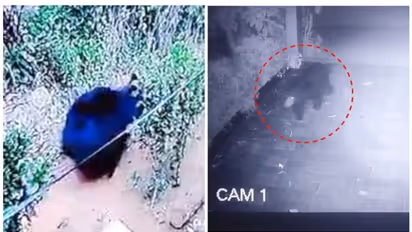 പുലി, കടുവ, ഇപ്പോഴിതാ കരടിയും, സിസിടിവി ദൃശ്യങ്ങൾ പുറത്ത്; വയനാട്ടിൽ ജനങ്ങൾക്ക് ജാ​ഗ്രതാ നിർദേശം