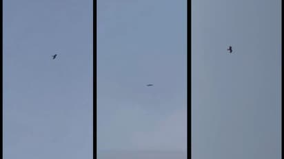 அயோத்தியில் ராமர் சிலை பிரதிஷ்டை செய்யும்போது வானத்தில் வட்டமிட்ட கழுகு!