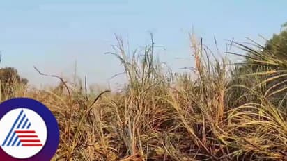 ಜೆಸ್ಕಾಂ ಅಧಿಕಾರಿಗಳ ನಿರ್ಲಕ್ಷ್ಯ; ಕಟಾವಿಗೆ ಬಂದ ಕಬ್ಬಿನ ಗದ್ದೆ ಬೆಂಕಿಗಾಹುತಿ!  