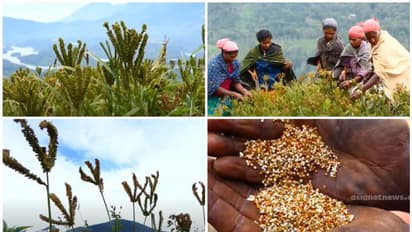 തലയുയർത്തി റാഗി, തരിശുഭൂമിയില് നൂറുമേനി വിളയിച്ച് ശാന്തൻപാറയിലെ കർഷകർ