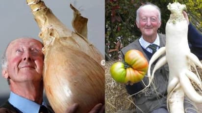 4 കിലോ ഭാരമുള്ള ഉരുളക്കിഴങ്ങ്, 27 കിലോയുടെ കോളിഫ്ലവർ; ലോകത്തിലെ ഏറ്റവും വലിയ പച്ചക്കറികളുമായി 79 -കാരൻ