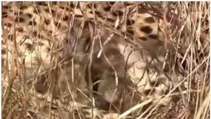 ജ്വാല അമ്മയായി, കുനോയിൽ മൂന്ന് ചീറ്റക്കുഞ്ഞുങ്ങൾ കൂടി, സന്തോഷം പങ്കിട്ട് പരിസ്ഥിതി മന്ത്രി