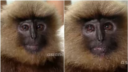 കണ്ണൂരിൽ ടൗണിലിറങ്ങിയ ഹനുമാന് കുരങ്ങിന് ഷോക്കേറ്റു