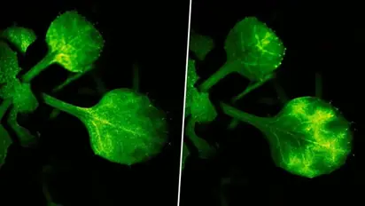 WATCH: Japanese scientists capture groundbreaking footage of plants 'talking' through airborne signals