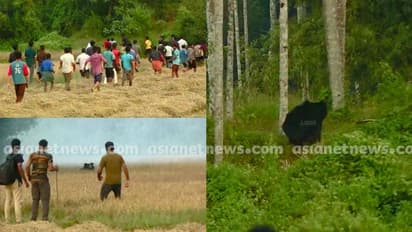 വയനാട്ടിൽ ജനവാസ മേഖലയിലിറങ്ങിയ കരടിയെ പടക്കം പൊട്ടിച്ച് പുറത്ത് ചാടിച്ചു, മയക്കുവെടി വെക്കും
