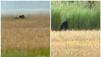 90 മണിക്കൂർ നീണ്ട നാട്ടിലെ കറക്കം അവസാനിച്ചു; കരടിയെ കാടുകയറ്റി