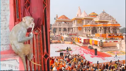 'Hanuman ji himself has come...' Here's what Temple Trust said about monkey entering Ram Mandir