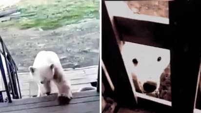 വായിൽ കാൻ കുടുങ്ങി, കണ്ണ് നിറഞ്ഞ് സഹായം തേടി ധ്രുവക്കരടി, മനുഷ്യർ ചെയ്തത് കണ്ടോ? വീഡിയോ