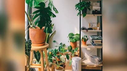 ಮರಗಿಡಗಳು ಪರಸ್ಪರ ಮಾತಾಡ್ತವೆ... ವೀಡಿಯೋ ಸಹಿತ ವಿಚಾರ ತಿಳಿಸಿದ ಜಪಾನ್ ವಿಜ್ಞಾನಿಗಳು