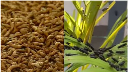 കറുത്ത പടയാളി പുഴുക്കളെ ഇറക്കി പടയൊരുക്കം; ജൈവ മാലിന്യ സംസ്കരണത്തിന് ഇതാ വേറിട്ടൊരു പദ്ധതി