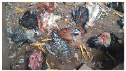 അജ്ഞാത ജീവിയുടെ കടിയേറ്റ്  കോഴികൾ ചത്തു, ഏറെയും മുട്ടയിടുന്നവ 