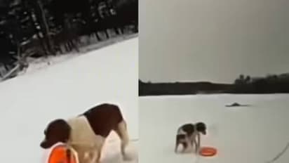 മഞ്ഞുമൂടിയ തടാകത്തിൽ കുടുങ്ങി ഉടമ, നായ കാട്ടിക്കൂട്ടിയത് കണ്ടോ? വീഡിയോ കണ്ട് കണ്ണുതള്ളി നെറ്റിസൺസ് 