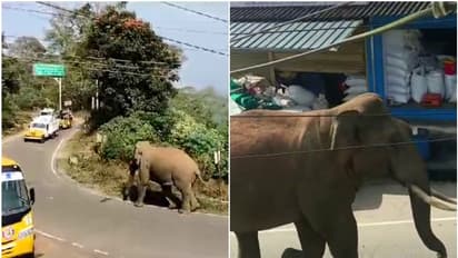 നെല്ലങ്കോട്ട ടൗണില് കാട്ടാനയിറങ്ങി; വാഹനങ്ങള്ക്കുനേരെ ചീറിയടുത്തു