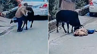 ವಾಕಿಂಗ್ ಹೊರಟ ನಿವೃತ್ತ ಅಧಿಕಾರಿ ಗೂಳಿ ತಿವಿತಕ್ಕೆ ಬಲಿ: ಸೆರೆ ಹಿಡಿಯುವ ವೇಳೆ ಹಗ್ಗ ಬಿಗಿದು ಗೂಳಿಯೂ ಸಾವು