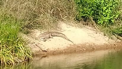 ಭದ್ರಾ ನದಿಯ ತೀರಕ್ಕೆ ಬಂತು ಭಾರೀ ಗಾತ್ರದ ಮೊಸಳೆಗಳು: ಆತಂಕಗೊಂಡಿರುವ ಸ್ಥಳೀಯರು!