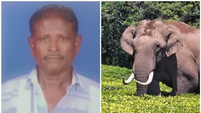 വലതുകാലിന്‍റെ ശേഷിക്കുറവ് കാരണം ഓടാനായില്ല; ചക്കക്കൊമ്പൻ്റെ ആക്രമണത്തില്‍ പരിക്കേറ്റയാള്‍ മരിച്ചു