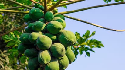 പച്ച പപ്പായ ഡയറ്റില്‍ ഉള്‍പ്പെടുത്തൂ; അറിയാം ഈ ഗുണങ്ങള്‍... 