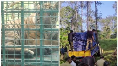 ഒടുവിൽ കടുവ കൂട്ടിൽ! പിടികൂടിയതിങ്ങനെ, സിസിയിൽ ഇറങ്ങിയതും ഇതേ കടുവയെന്ന് വനംവകുപ്പ്