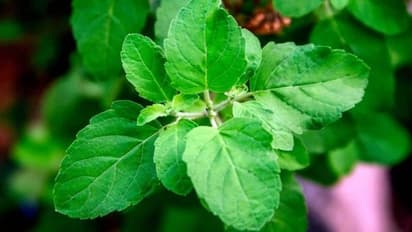 തുളസിയില കഴിക്കുന്നത് കൊണ്ട് ശരിക്ക് എന്തെങ്കിലും ഗുണമുണ്ടോ? ആയുര്വേദം പറയുന്നത്...