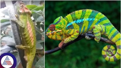 ಊಸರವಳ್ಳಿ ಬಣ್ಣ ಬದಲಾಯಿಸೋದು ನೋಡಿರ್ತೀರಿ.., ಆದ್ರೆ ಮರಿ ಹಾಕೋದು ನೋಡಿದ್ದೀರಾ?