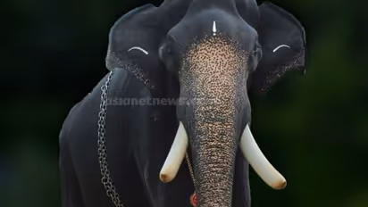 ഗുരുവായൂര് ദേവസ്വത്തിന്റെ കൊമ്പൻ കണ്ണന് വിട: സംസ്ഥാനത്ത് ഒരു കൊമ്പനാന കൂടി ചരിഞ്ഞു