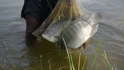 മത്സ്യ കർഷകരുടെ പരാതി, മുന്നിയൂർ ഗ്രാമപഞ്ചായത്തിന് വമ്പൻ തിരിച്ചടി; നഷ്ടപരിഹാരമായി നൽകേണ്ടത് രണ്ട് ലക്ഷം