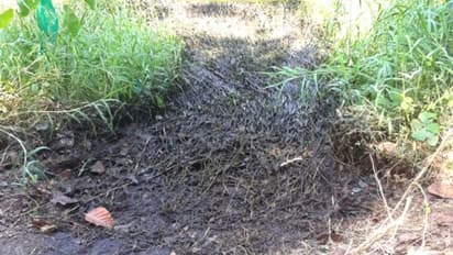 രാത്രികളിൽ ടാങ്കര് ലോറികൾ കുതിച്ചെത്തും, ആളൊഴിഞ്ഞിടത്ത് വാൽവ് തുറക്കും; ക്ഷേത്ര സമീപവും കക്കൂസ് മാലിന്യം