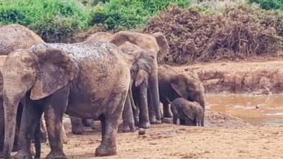 കൈവിടില്ല കൺമണീ; ചെളിയിൽ താഴ്ന്ന് ആനക്കുട്ടി, ആനക്കൂട്ടം ചെയ്തത് കണ്ടോ?