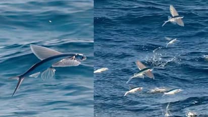 പക്ഷികൾ പോലും നാണിച്ചുപോകും, അമ്പമ്പോ 650 അടി ഉയരത്തിൽ പറക്കുന്ന മത്സ്യം