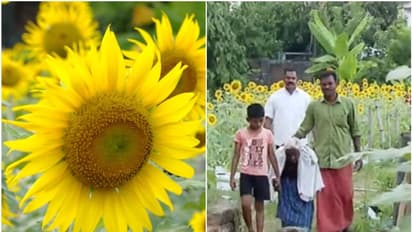 ഗുണ്ടൽപ്പേട്ടിൽ മാത്രമല്ല കാക്കനാടും പൂത്തുലഞ്ഞു; അമ്മയ്ക്ക് കാണാൻ സൂര്യകാന്തിത്തോട്ടം ഒരുക്കി യുവകർഷകൻ