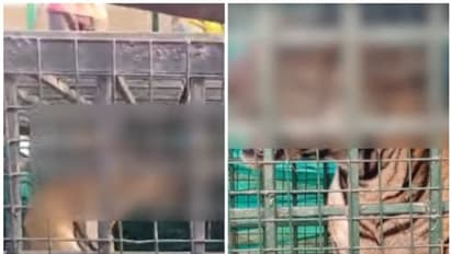 രുദ്രക്ക് കൂട്ടായി ഡബ്ലിയുവൈഎസ് 09ാമൻ, ഇനി പൂത്തൂരിൽ; പല്ല് കൊഴിഞ്ഞു, കൈക്കും പരിക്ക്, ചികിത്സ നൽകും