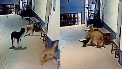 പൊലീസ് സ്റ്റേഷനിൽ പുള്ളിപ്പുലി, പേടിച്ചോടിയൊളിച്ച് പൊലീസുകാർ, നായയെ തൂക്കിയെടുത്ത് പുറത്തേക്ക്, വീഡിയോ