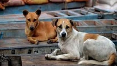 ഭക്ഷണം കഴിച്ച് വീടിന് പുറത്തേക്ക് ഇറങ്ങുമ്പോൾ തെരുവുനായ ഓടി വന്ന് കടിച്ചു; 6 വയസ്സുകാരിക്ക് ഗുരുതര പരിക്ക്