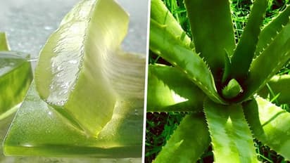 సూపర్ బిజినెస్.. మొక్కలతో బంపర్ సంపాదన.. కొంచెం స్థలం ఉన్న చాలు...