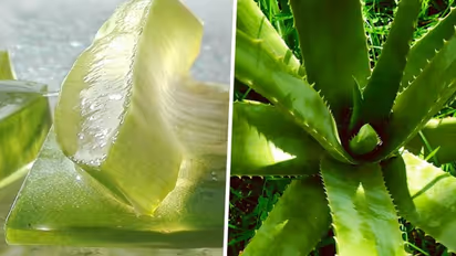 Digestive aid to Wound healing: 7 lesser known benefits of Aloe Vera