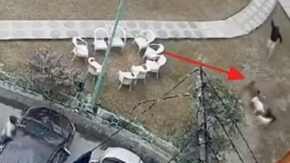 குழந்தையைச் சுற்றிவளைத்து கடித்துக் குதறிய தெருநாய்கள்! வைரலாகும் ஷாக்கிங் வீடியோ!