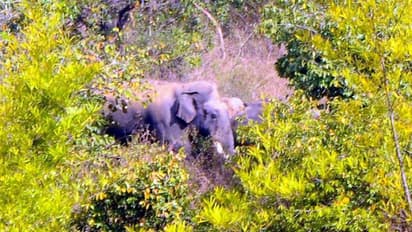 ಬೀಟಮ್ಮ ಗ್ಯಾಂಗ್‌ನಲ್ಲಿರುವ ಹಂತಕ ಸಲಗ ಭೀಮ: ಸಿಕ್ಕ-ಸಿಕ್ಕ ಕಡೆ ಸಂಚಾರ ಮಾಡುತ್ತಿರುವ ಕಾಡಾನೆ ಹಿಂಡು