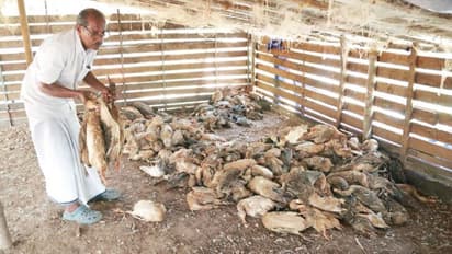 തെരുവുനായക്കൂട്ടം കൂട് തകർത്ത് ഉള്ളിൽക്കയറി, മുട്ടയിടുന്ന അഞ്ഞൂറോളം താറാവുകളെ കടിച്ചുകൊന്നെന്ന് പരാതി