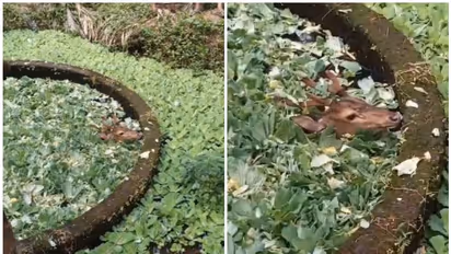 കൃഷിയിടത്തിലിറങ്ങിയ പുള്ളി മാനുകളിൽ ഒരെണ്ണം വീണത് കിണറ്റിലേക്ക്; രക്ഷക്കെത്തി നാടും ഫയർഫോഴ്സും