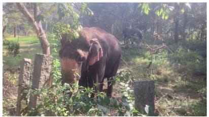 ಕಾಡಾನೆಗಳನ್ನು ಹಿಮ್ಮೆಟ್ಟಿಸಲು ಚಿಕ್ಕಮಗಳೂರಿಗೆ ಕಾಲಿಟ್ಟ ಅಭಿಮನ್ಯು ನೇತೃತ್ವದ ತಂಡ