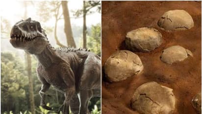 ദിനോസറുകളുടെ സ്വർഗമായിരുന്നോ ഇന്ത്യ!, കണ്ടെത്തിയത് 256 ദിനോസർ മുട്ടകൾ, ശാസ്ത്ര ലോകത്തെ അമ്പരപ്പിച്ച് ധാർ